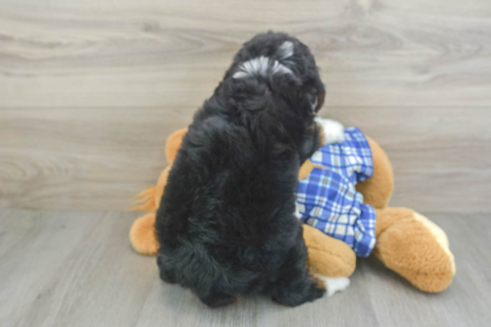 Mini Bernedoodle Puppy for Adoption