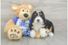 Mini Bernedoodle Pup Being Cute