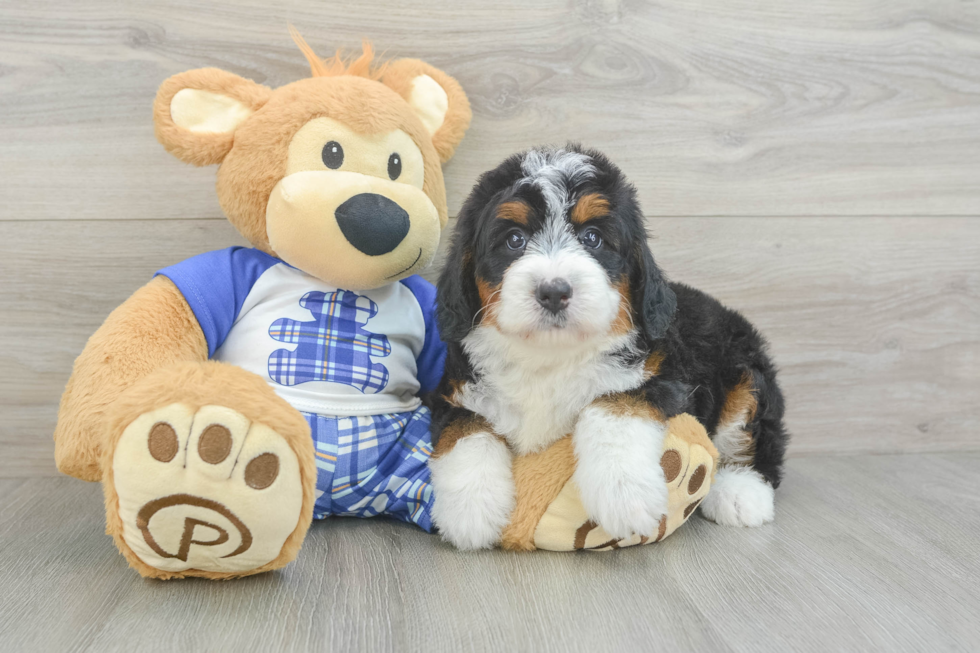 Mini Bernedoodle Pup Being Cute