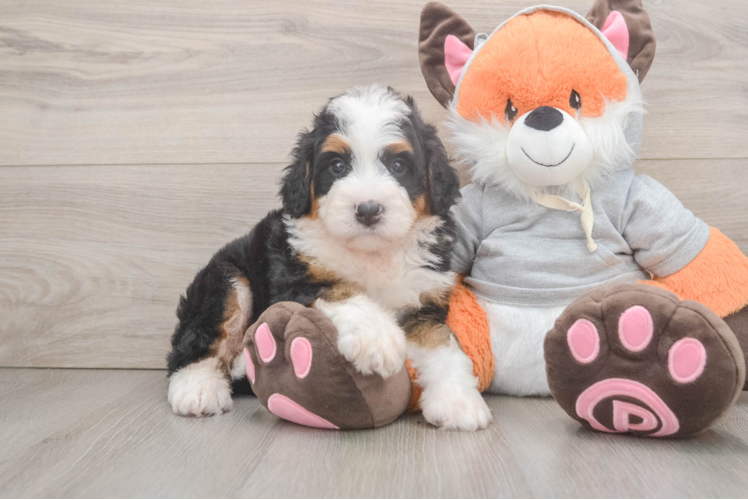 Mini Bernedoodle Puppy for Adoption
