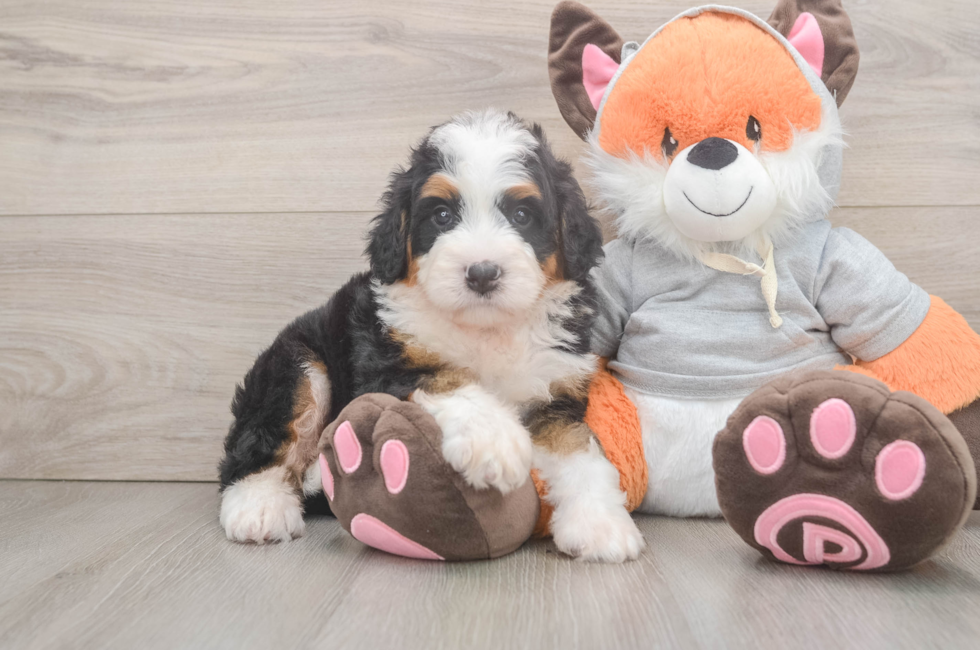 5 week old Mini Bernedoodle Puppy For Sale - Florida Fur Babies