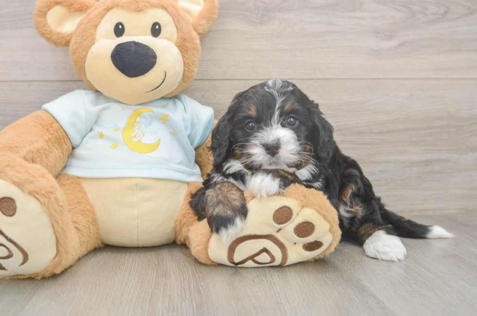 5 week old Mini Bernedoodle Puppy For Sale - Florida Fur Babies