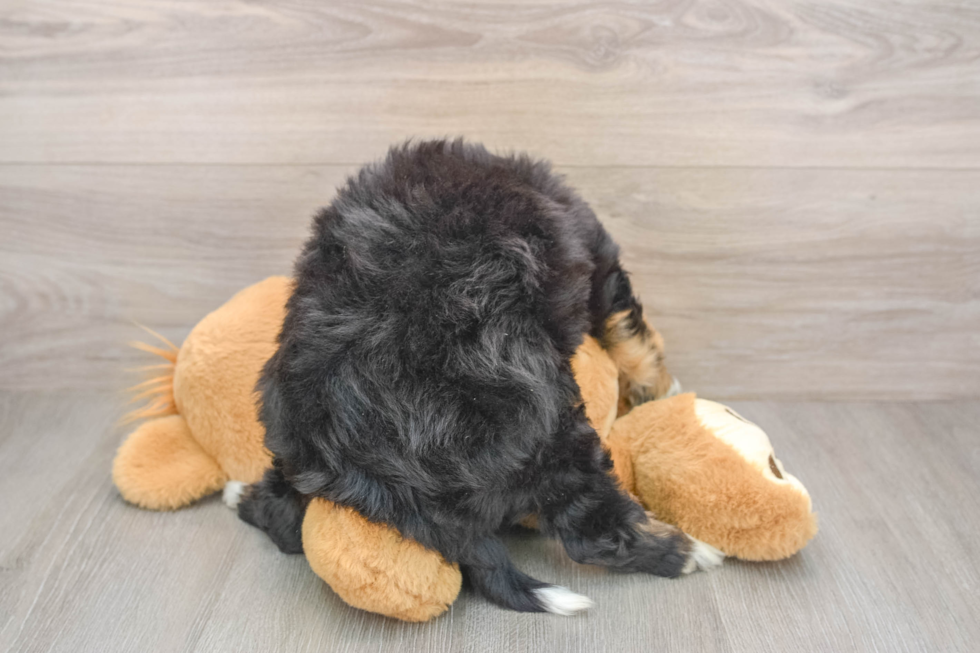Small Mini Bernedoodle Baby