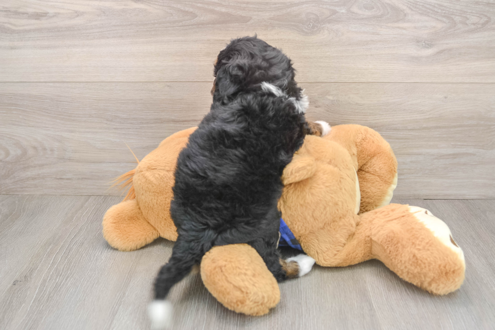 Hypoallergenic Bernadoodle Poodle Mix Puppy