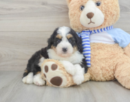 7 week old Mini Bernedoodle Puppy For Sale - Florida Fur Babies