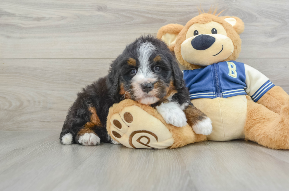 6 week old Mini Bernedoodle Puppy For Sale - Florida Fur Babies