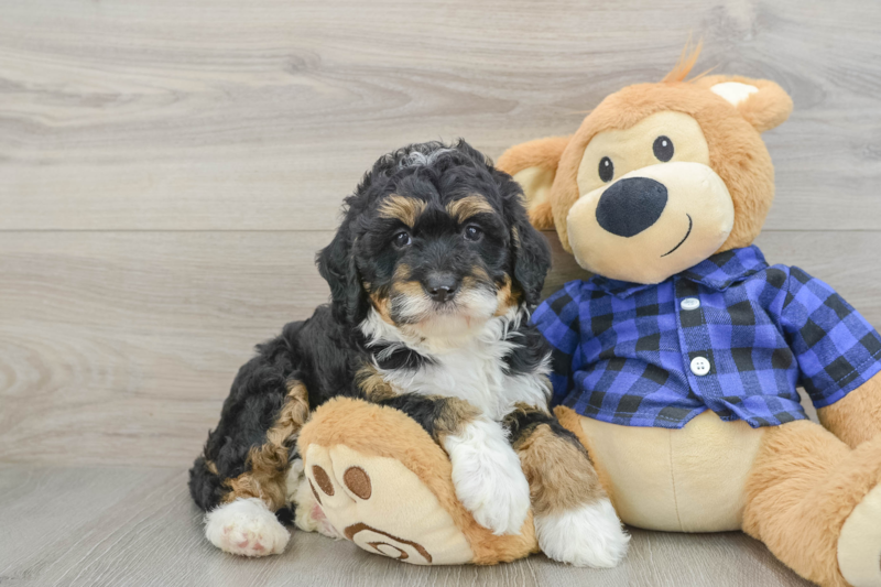 Meet Estelle - our Mini Bernedoodle Puppy Photo 1/3 - Florida Fur Babies