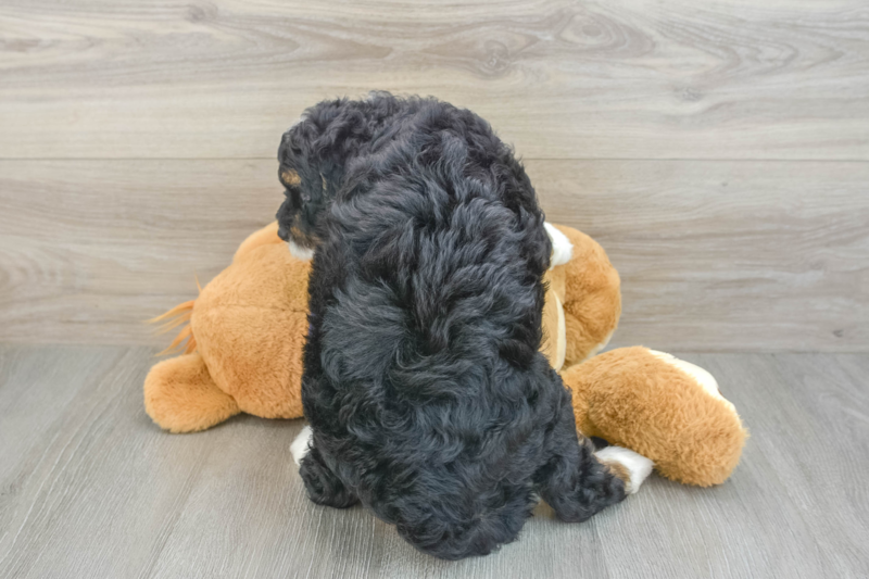 Meet Estelle - our Mini Bernedoodle Puppy Photo 2/3 - Florida Fur Babies