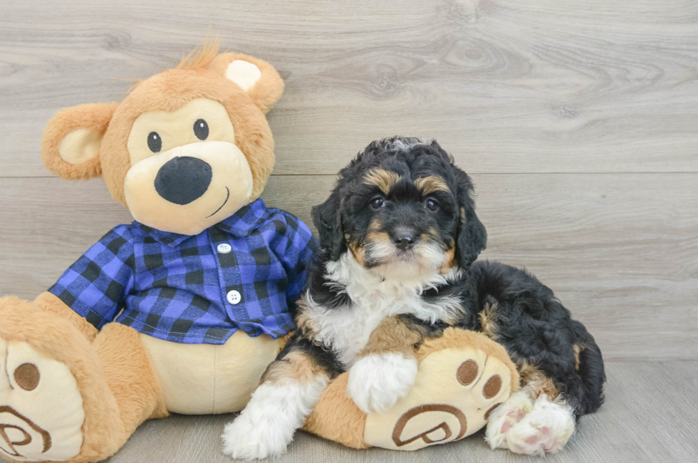 6 week old Mini Bernedoodle Puppy For Sale - Florida Fur Babies