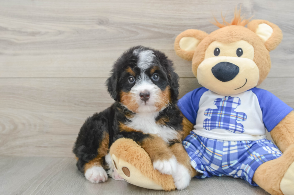5 week old Mini Bernedoodle Puppy For Sale - Florida Fur Babies