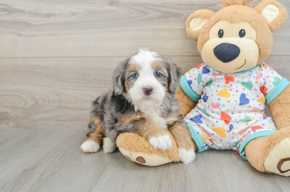 5 week old Mini Bernedoodle Puppy For Sale - Florida Fur Babies