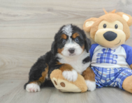 5 week old Mini Bernedoodle Puppy For Sale - Florida Fur Babies