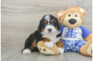 Funny Mini Bernedoodle Poodle Mix Pup