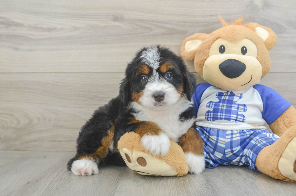 5 week old Mini Bernedoodle Puppy For Sale - Florida Fur Babies