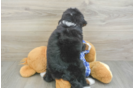 Best Mini Bernedoodle Baby