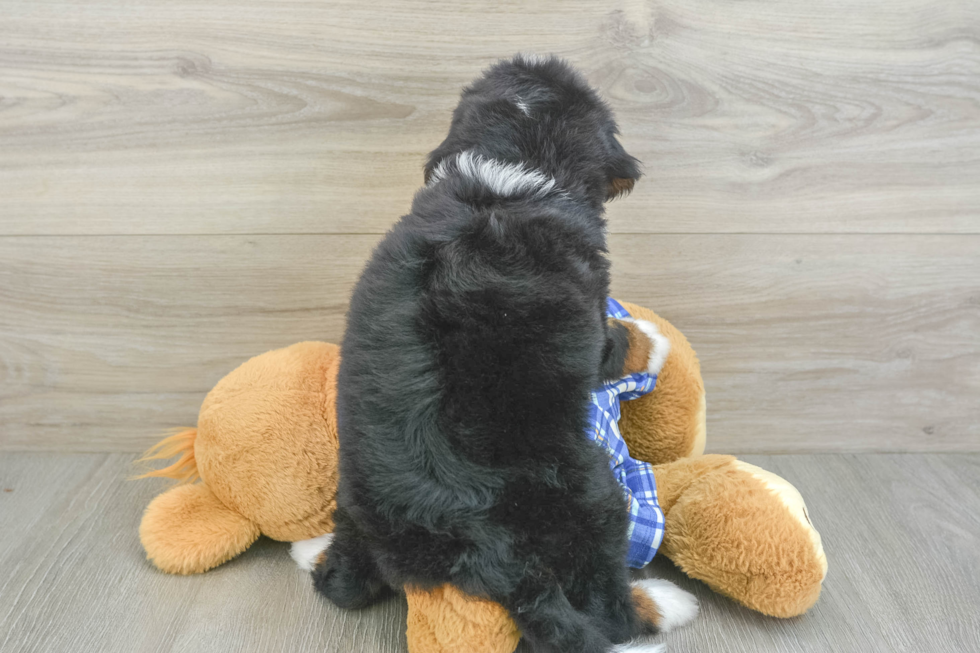 Best Mini Bernedoodle Baby
