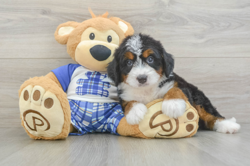Mini Bernedoodle Pup Being Cute