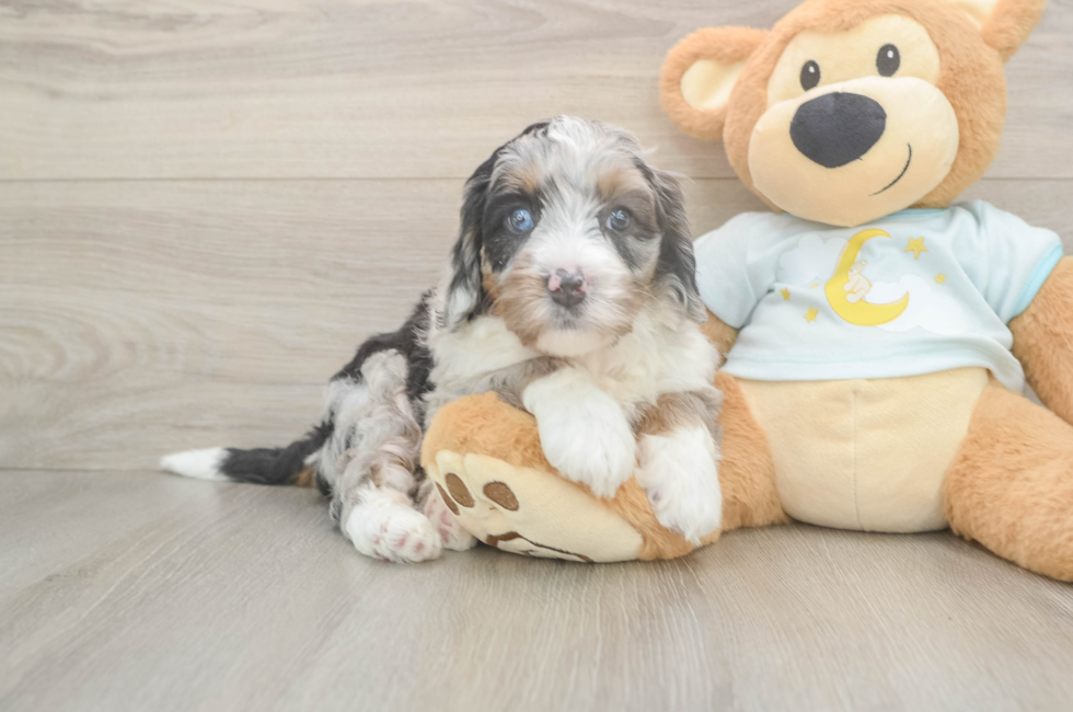 5 week old Mini Bernedoodle Puppy For Sale - Florida Fur Babies