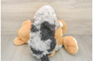 Mini Bernedoodle Puppy for Adoption