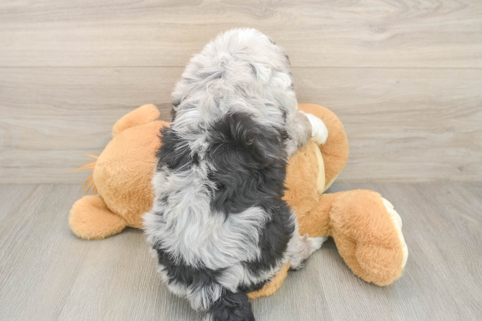 Mini Bernedoodle Puppy for Adoption