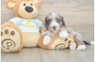 Mini Bernedoodle Puppy for Adoption
