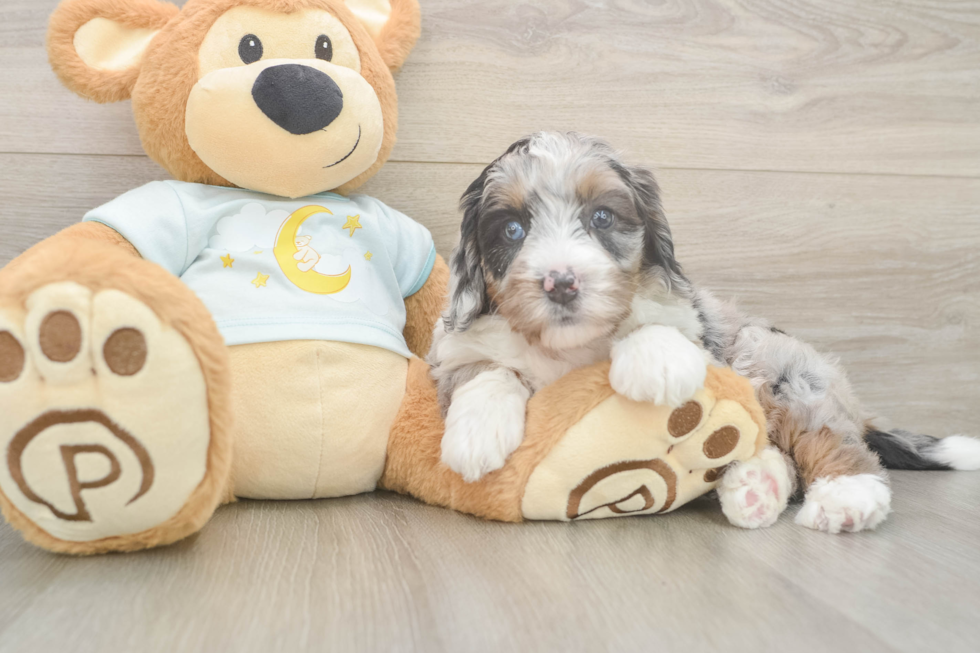 Mini Bernedoodle Puppy for Adoption