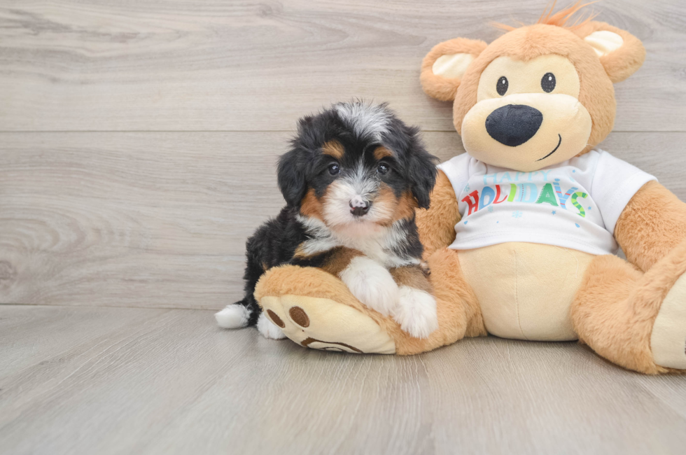 5 week old Mini Bernedoodle Puppy For Sale - Florida Fur Babies