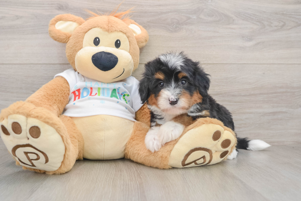 Mini Bernedoodle Pup Being Cute
