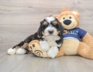7 week old Mini Bernedoodle Puppy For Sale - Florida Fur Babies