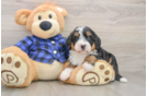 Mini Bernedoodle Puppy for Adoption