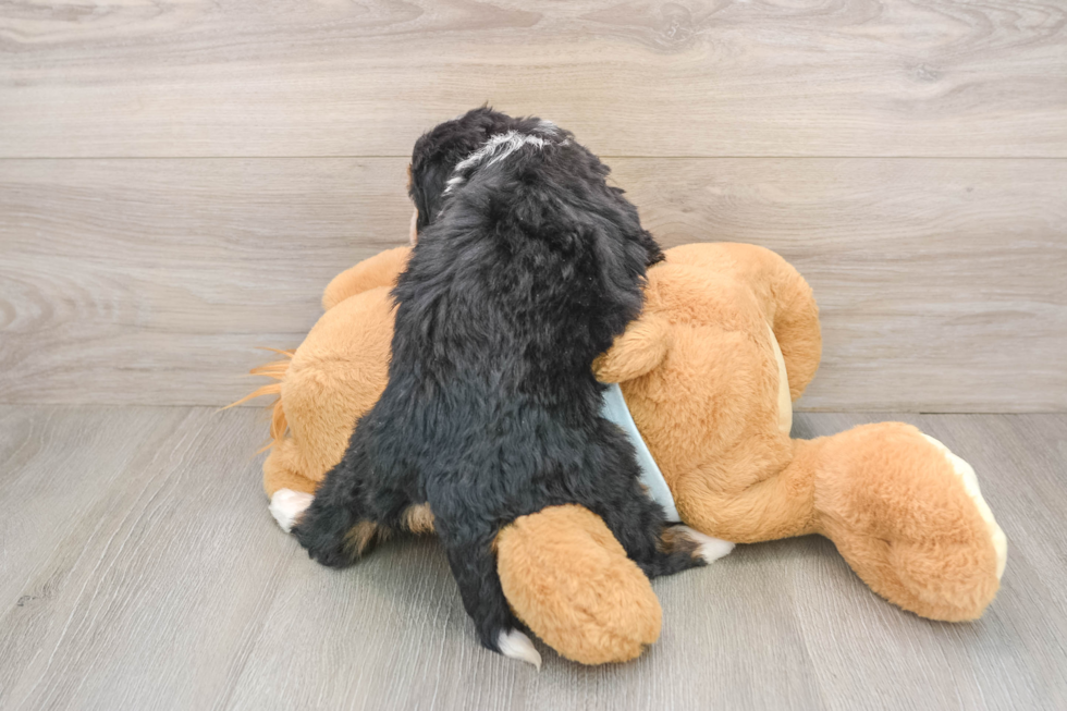 Fluffy Mini Bernedoodle Poodle Mix Pup
