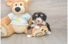 Mini Bernedoodle Pup Being Cute