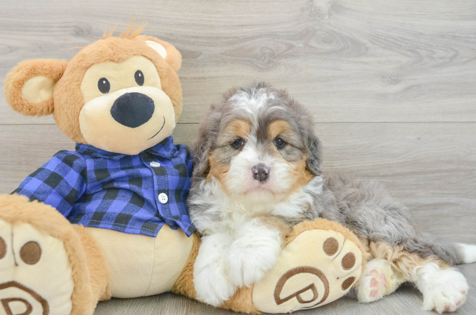 6 week old Mini Bernedoodle Puppy For Sale - Florida Fur Babies