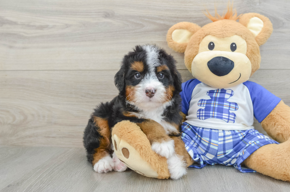 5 week old Mini Bernedoodle Puppy For Sale - Florida Fur Babies