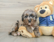 5 week old Mini Bernedoodle Puppy For Sale - Florida Fur Babies