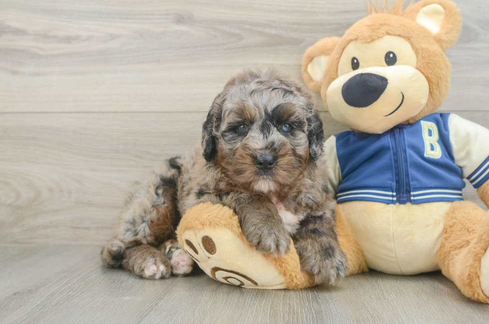 5 week old Mini Bernedoodle Puppy For Sale - Florida Fur Babies