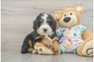 Mini Bernedoodle Puppy for Adoption