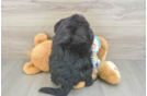 Playful Mini Bernesedoodle Poodle Mix Puppy