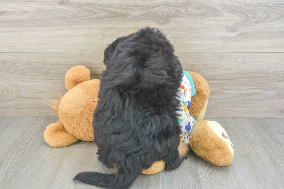 Playful Mini Bernesedoodle Poodle Mix Puppy