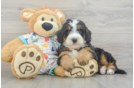 Mini Bernedoodle Puppy for Adoption