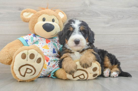 Mini Bernedoodle Puppy for Adoption