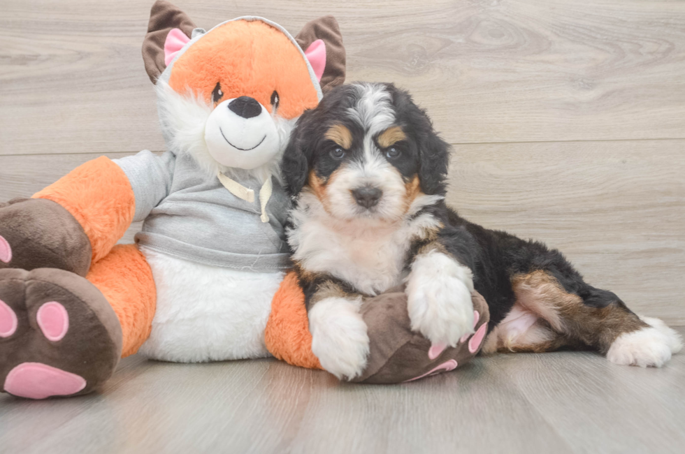 5 week old Mini Bernedoodle Puppy For Sale - Florida Fur Babies
