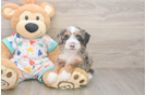 Mini Bernedoodle Puppy for Adoption