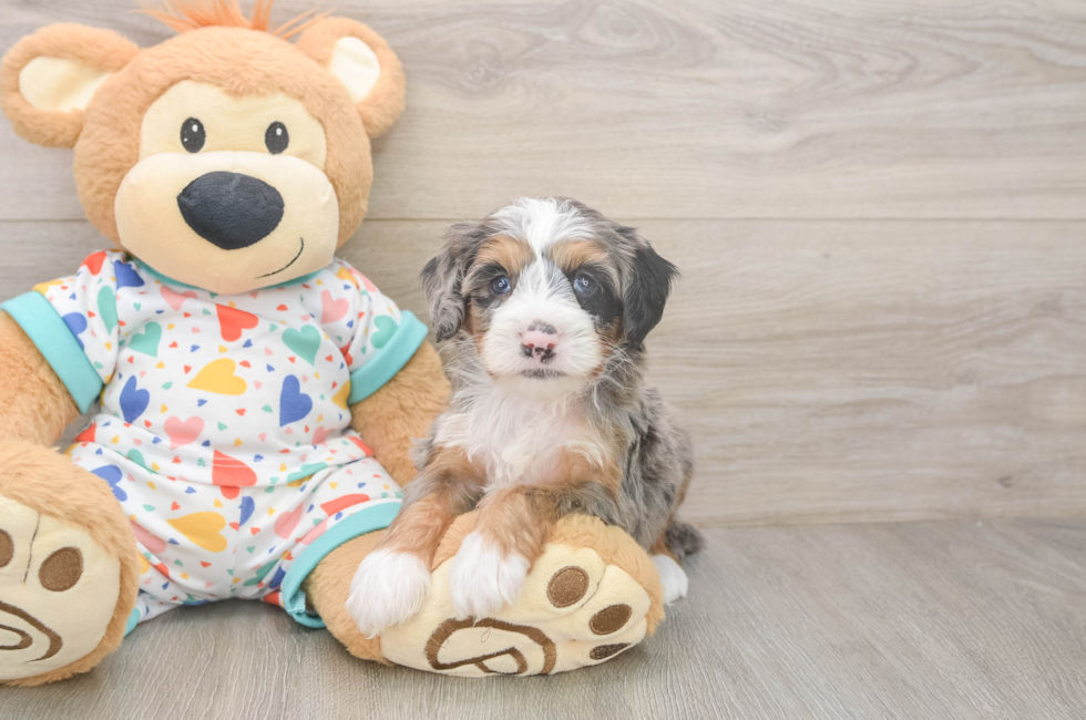 5 week old Mini Bernedoodle Puppy For Sale - Florida Fur Babies