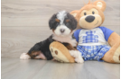 Friendly Mini Bernedoodle Baby