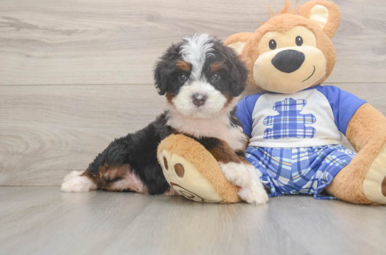 Friendly Mini Bernedoodle Baby