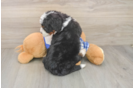 Sweet Mini Bernedoodle Baby