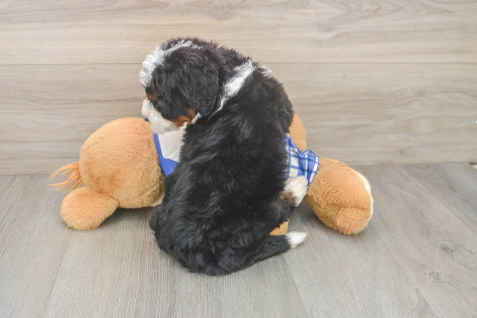 Sweet Mini Bernedoodle Baby