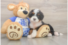 Sweet Mini Bernedoodle Baby