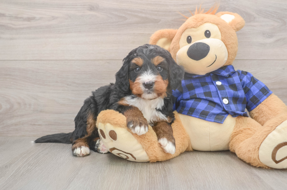 5 week old Mini Bernedoodle Puppy For Sale - Florida Fur Babies